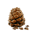 Amerikaanse-cederhout